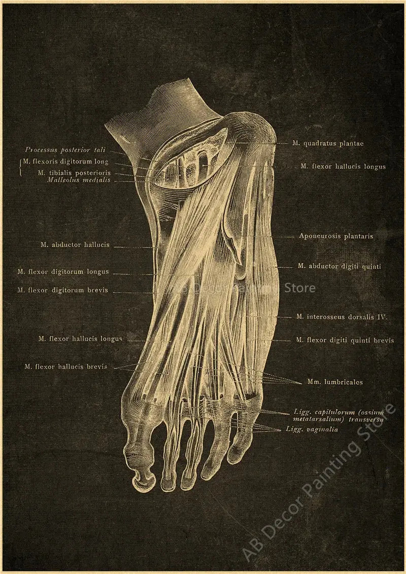 Nostalgic Posters Anatomy Chalkboard Poster Prints Body Parts Heart Hand Foot Drawing Vintage Home Room Art Wall Decor Painting June Wall Art