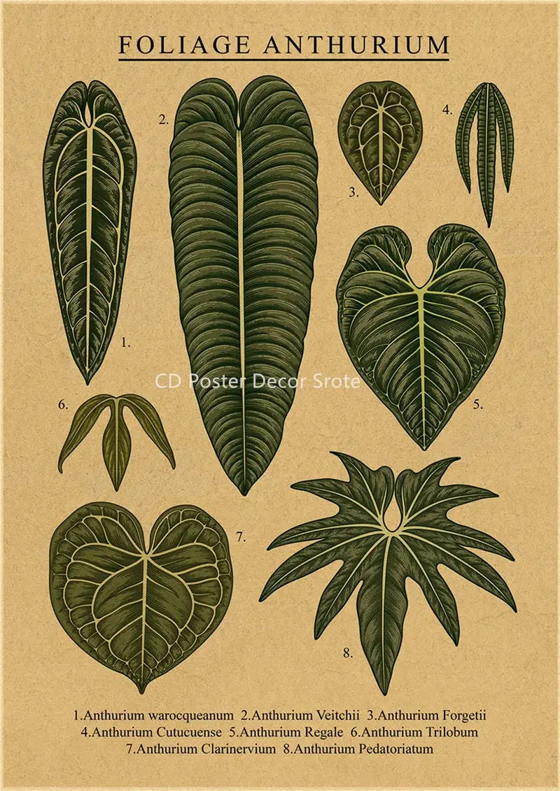 Botanical Illustration Poster Plant Leaf Flower Kraft Paper Posters Vintage Home Room Bar Cafe Decor Aesthetic Art Wall Painting June Wall Art
