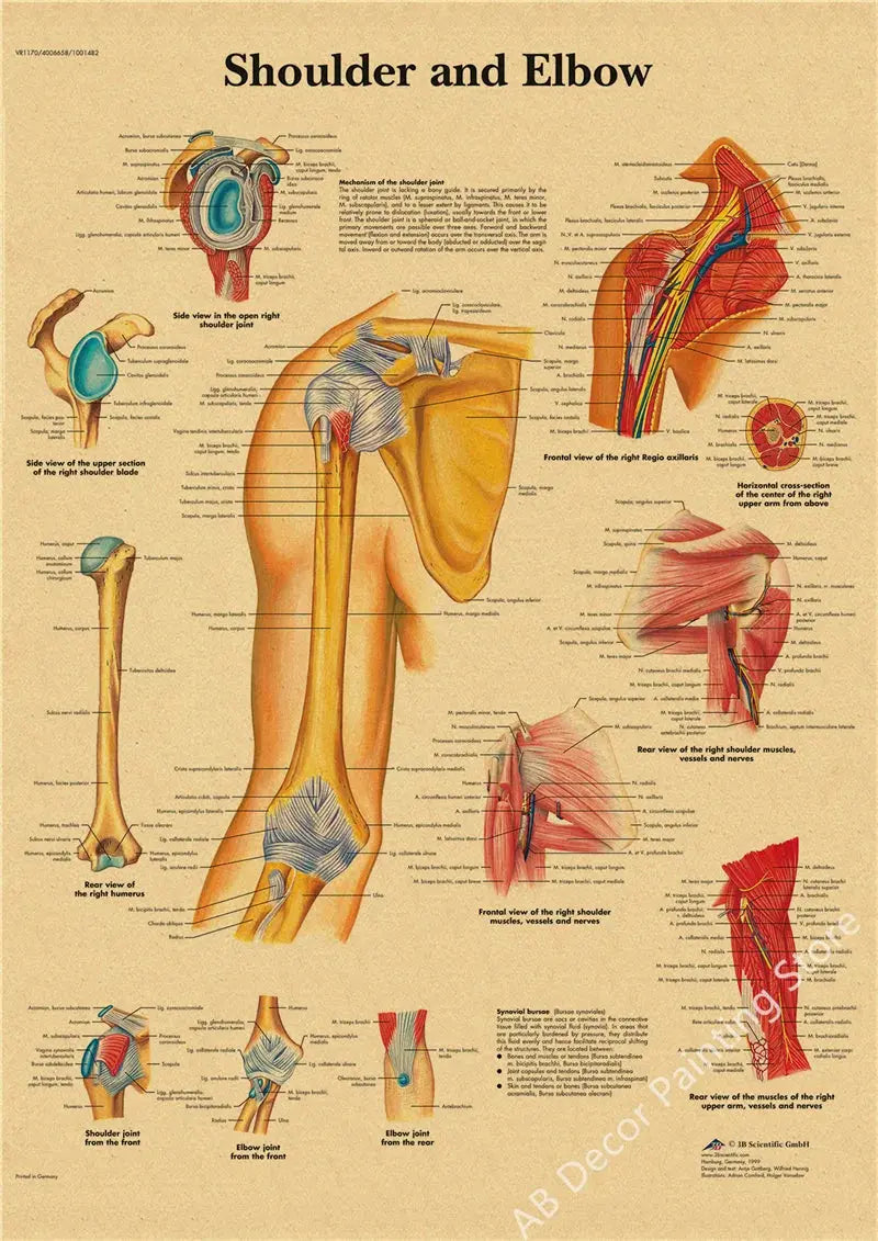 Retro Organ Systems In The Human Body Posters Skeleton Anatomy Kraft Paper Prints DIY Vintage Home Room Art Wall Decor Paintings June Wall Art