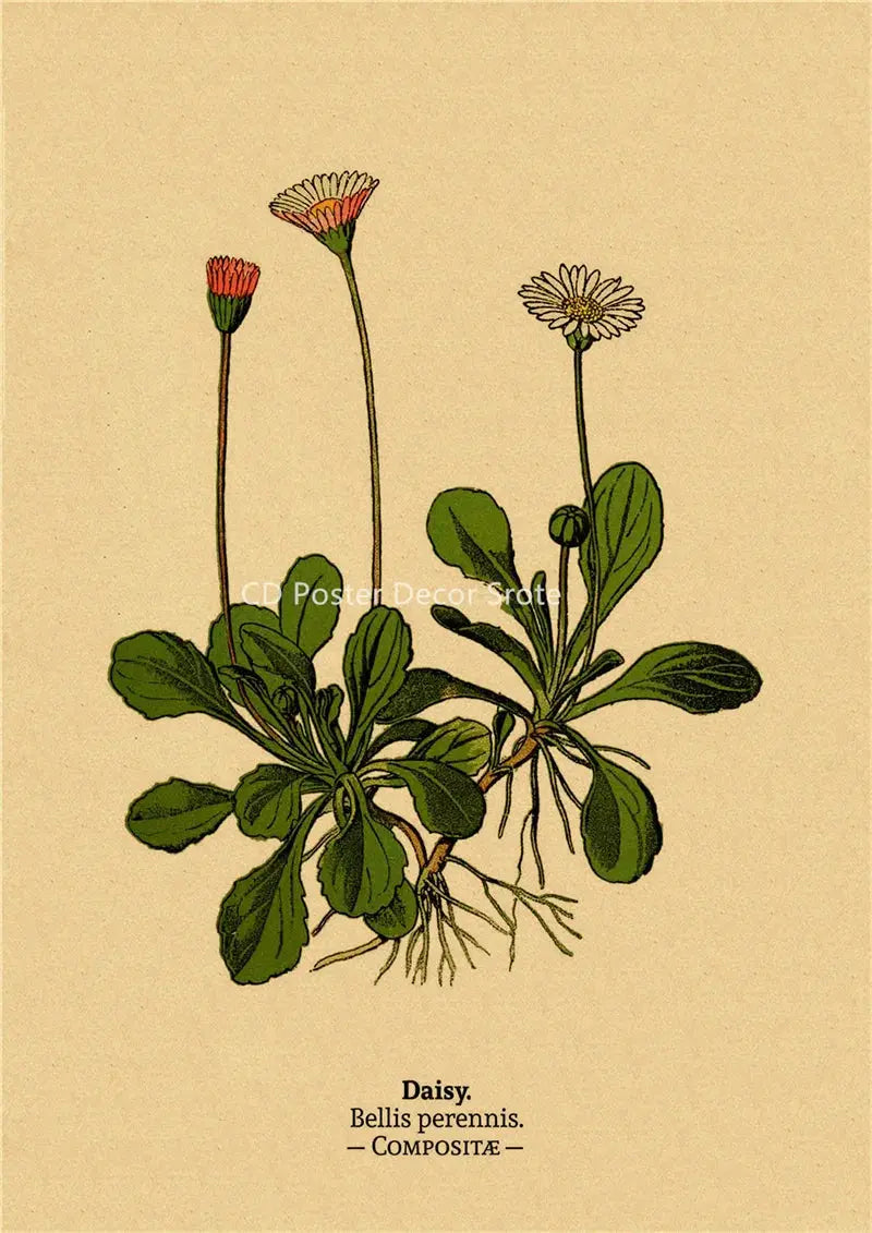 Botanical Illustration Poster Plant Leaf Flower Kraft Paper Posters Vintage Home Room Bar Cafe Decor Aesthetic Art Wall Painting June Wall Art