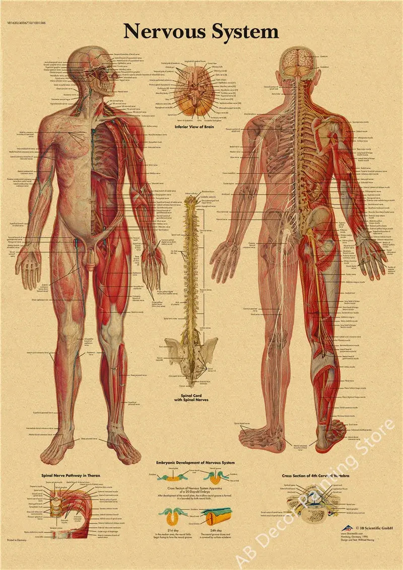 Retro Organ Systems In The Human Body Posters Skeleton Anatomy Kraft Paper Prints DIY Vintage Home Room Art Wall Decor Paintings June Wall Art
