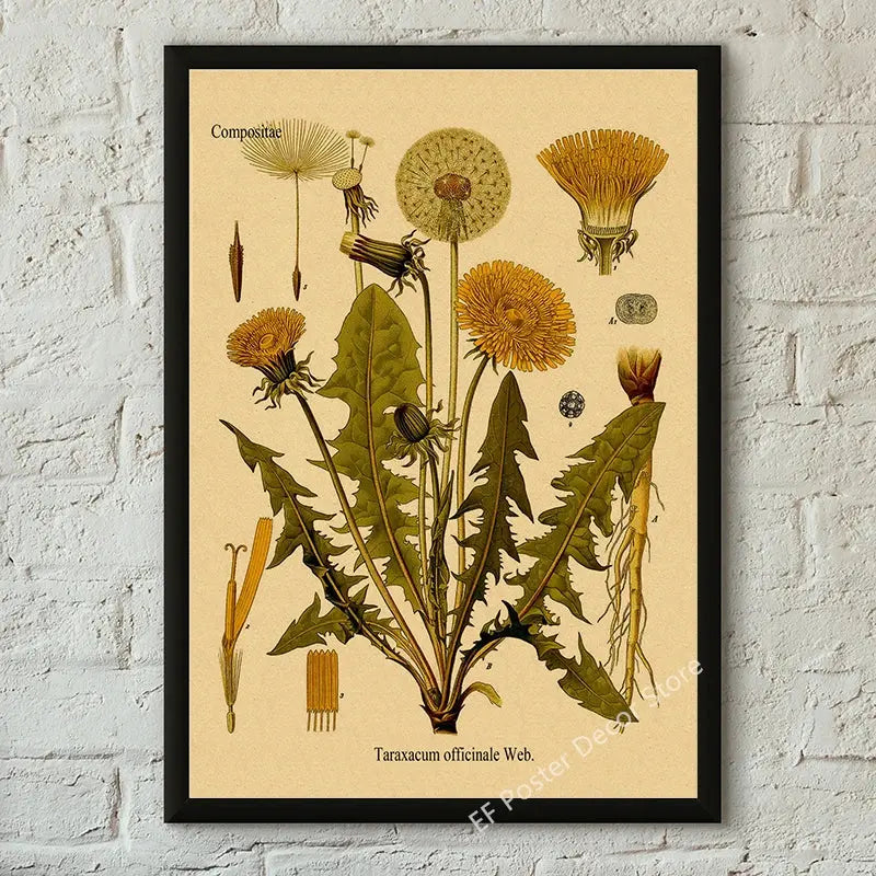 Botanical Art Prints Mushroom Retro Poster Animal/Flower/Plant/Leaf/Butterfly Study Painting Vintage Study Room Home Wall Decor June Wall Art