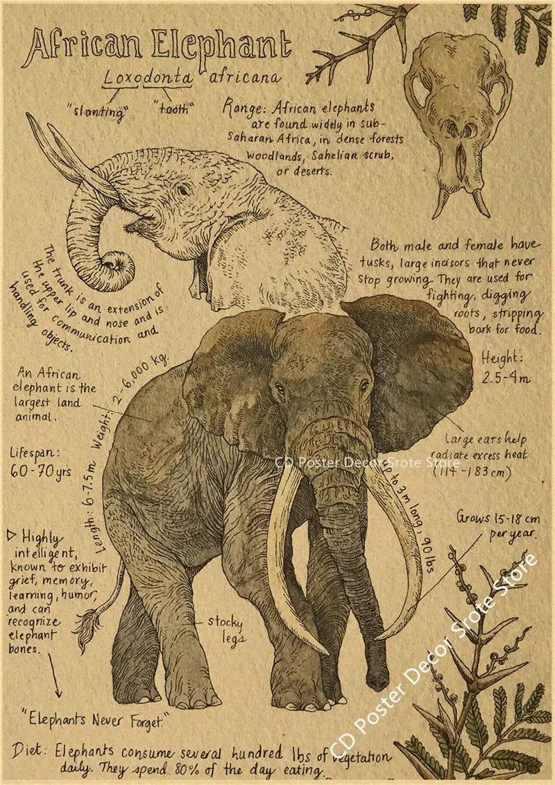 Natural Study Red Fox/Dragon/Elephant/Phoenix/Thestral/Wolf/Hare Poster Prints Kraft Paper Vintage Home Room Decor Wall Painting June Wall Art