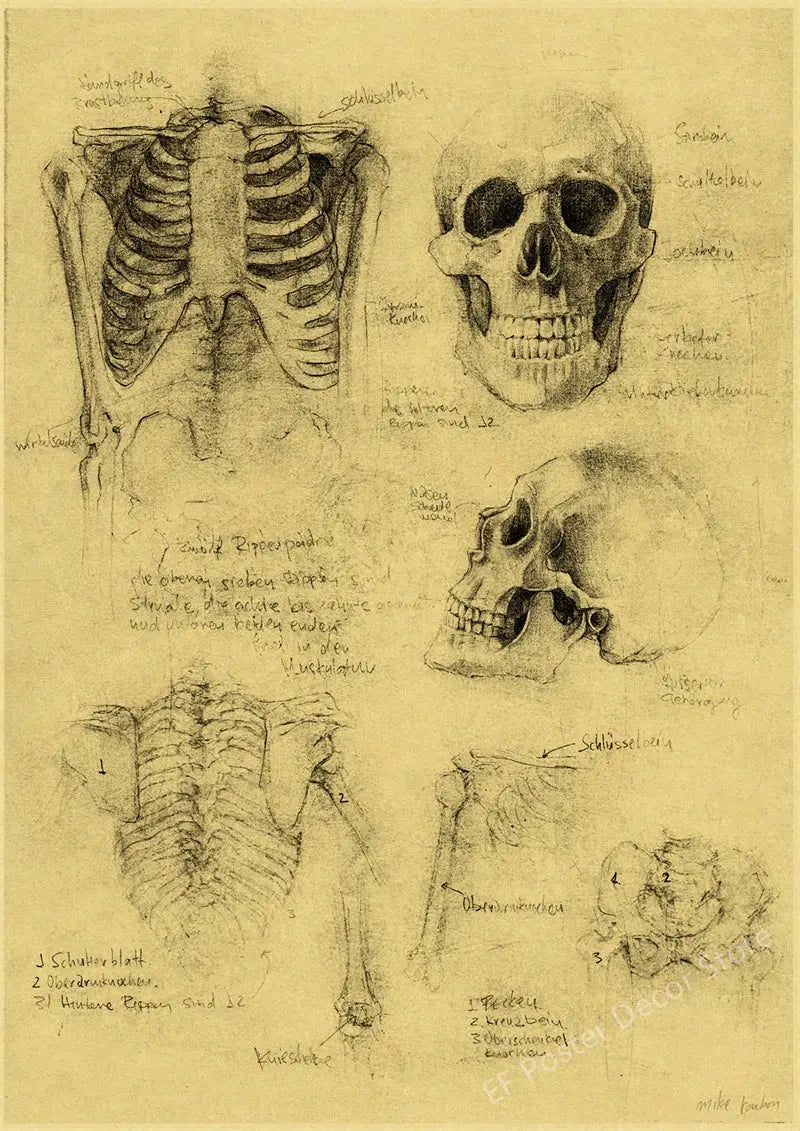 Old Sketch Studies Poster Vulpes/Skeleton Home Room Medical Club Decor Painting Plants Butterfly Vintage Prints Art Wall Picture June Wall Art
