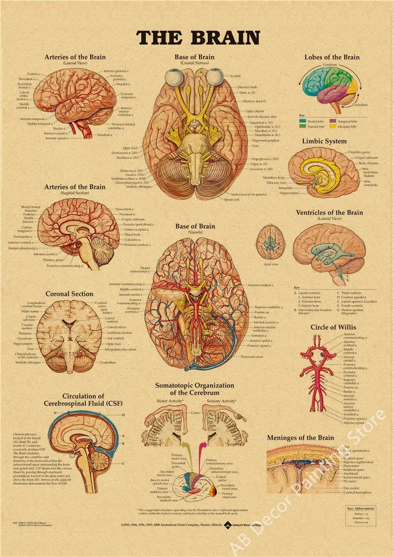 Retro Organ Systems In The Human Body Posters Skeleton Anatomy Kraft Paper Prints DIY Vintage Home Room Art Wall Decor Paintings June Wall Art