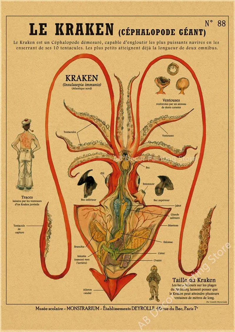 Anatomy of Mermaid Poster Bird Curious Creatures Kraft Paper Prints Vintage Home Room Cafe Bar Art Wall Decor Aesthetic Painting June Wall Art