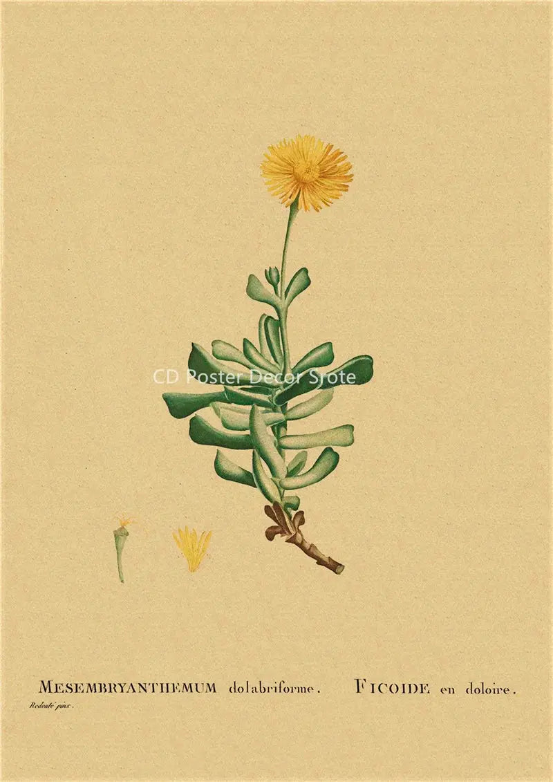 Botanical Illustration Poster Plant Leaf Flower Kraft Paper Posters Vintage Home Room Bar Cafe Decor Aesthetic Art Wall Painting June Wall Art