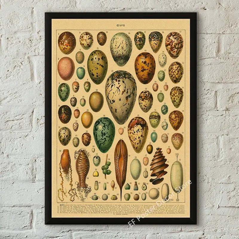 Botanical Art Prints Mushroom Retro Poster Animal/Flower/Plant/Leaf/Butterfly Study Painting Vintage Study Room Home Wall Decor June Wall Art