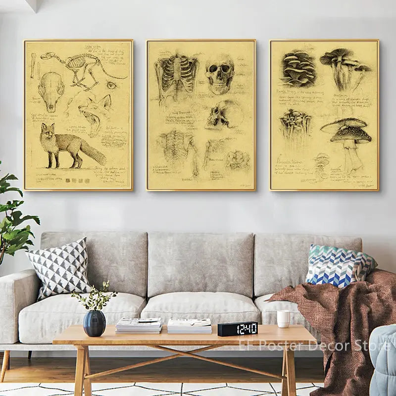 Old Sketch Studies Poster Vulpes/Skeleton Home Room Medical Club Decor Painting Plants Butterfly Vintage Prints Art Wall Picture June Wall Art