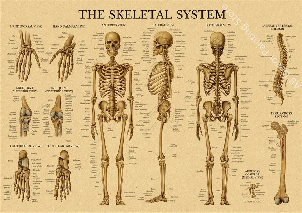 Retro Organ Systems In The Human Body Posters Skeleton Anatomy Kraft Paper Prints DIY Vintage Home Room Art Wall Decor Paintings June Wall Art