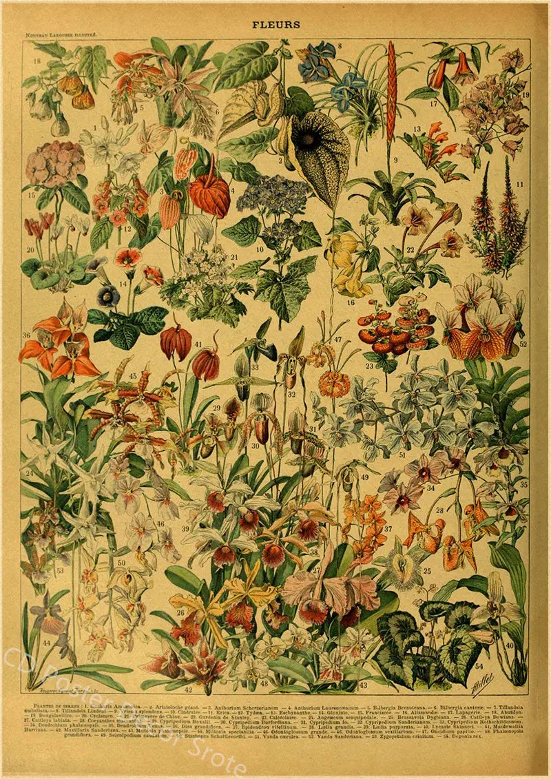 Butterfly Insect Flower Mushroom Poster Botanical Educational Kraft Paper DIY Vintage Home Room Bar Cafe Decor Art Wall Painting June Wall Art