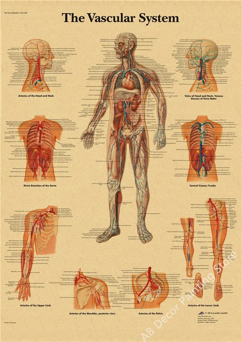 Retro Organ Systems In The Human Body Posters Skeleton Anatomy Kraft Paper Prints DIY Vintage Home Room Art Wall Decor Paintings June Wall Art