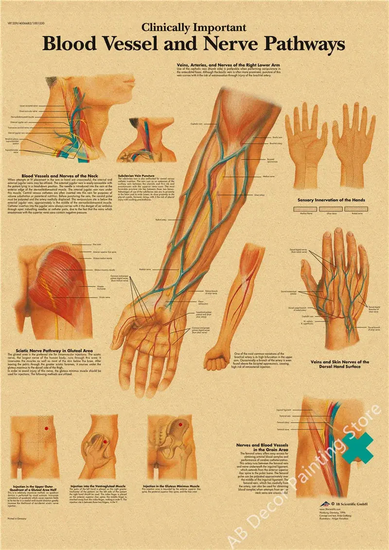 Retro Organ Systems In The Human Body Posters Skeleton Anatomy Kraft Paper Prints DIY Vintage Home Room Art Wall Decor Paintings June Wall Art