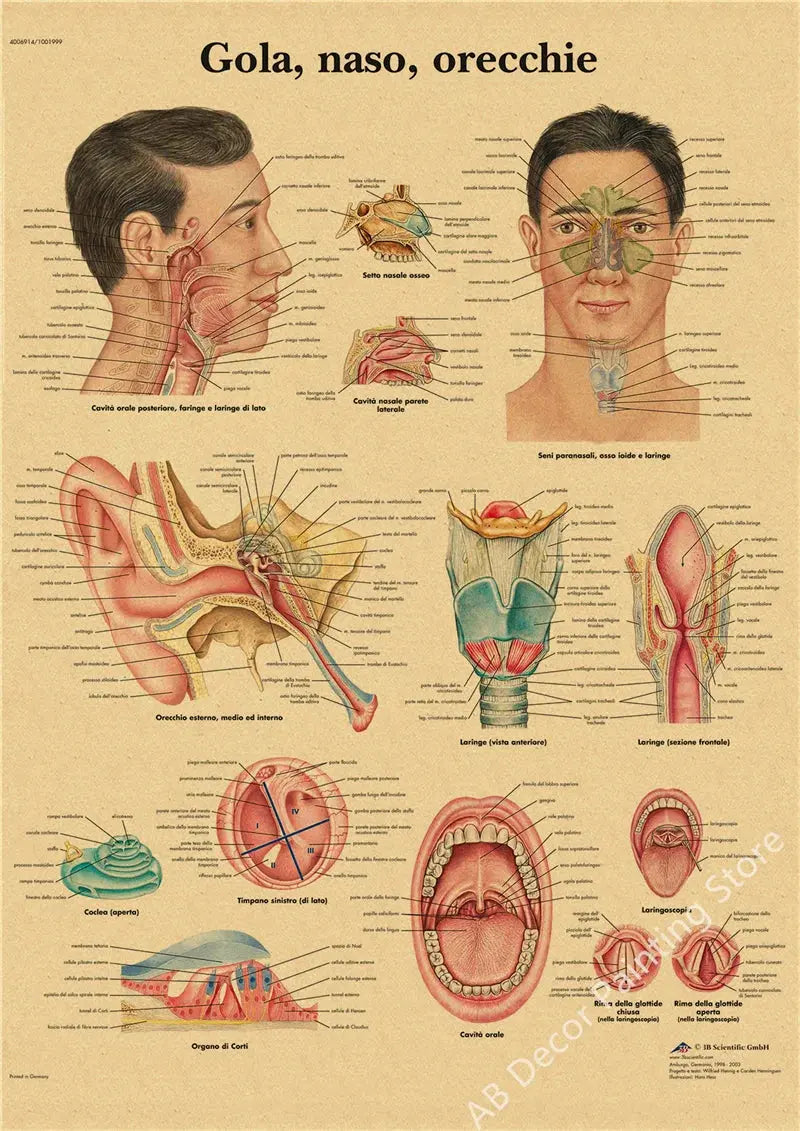 Retro Organ Systems In The Human Body Posters Skeleton Anatomy Kraft Paper Prints DIY Vintage Home Room Art Wall Decor Paintings June Wall Art