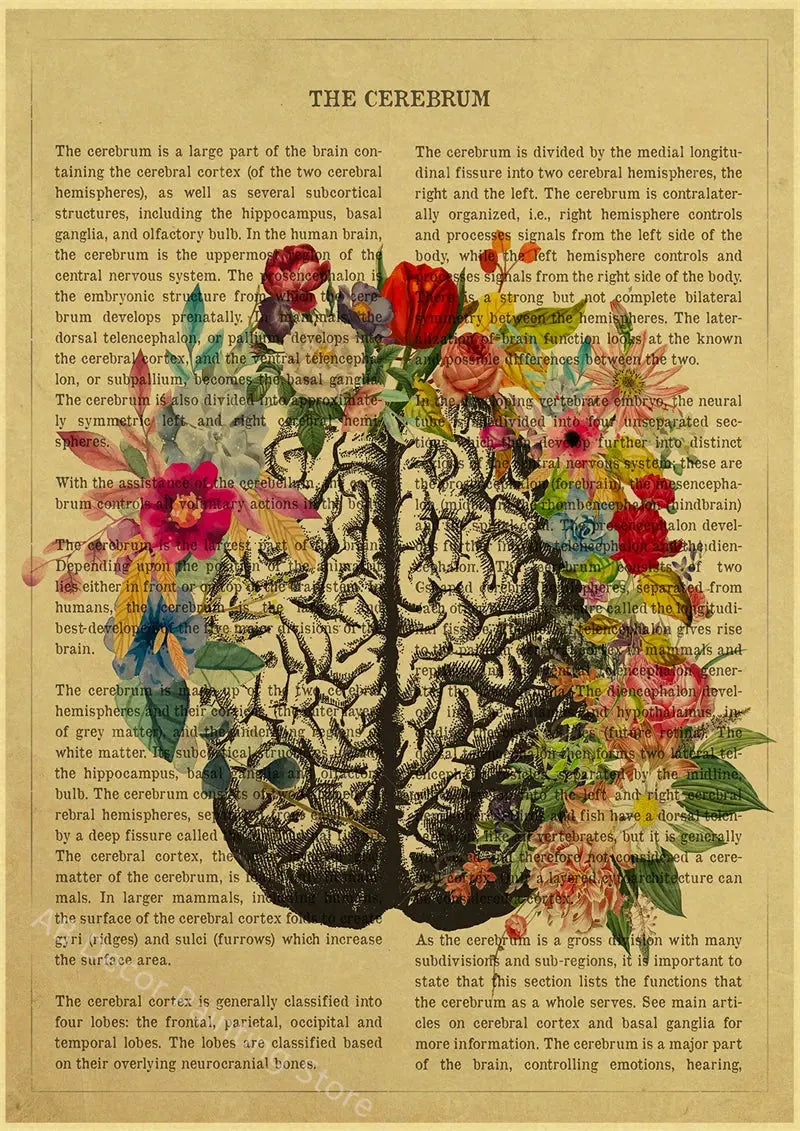 Human Heart/Lungs/Thorax/Cerebrum Anatomy with Flower and Description Posters Prints Retro Home Medical Decor Art Wall Painting June Wall Art