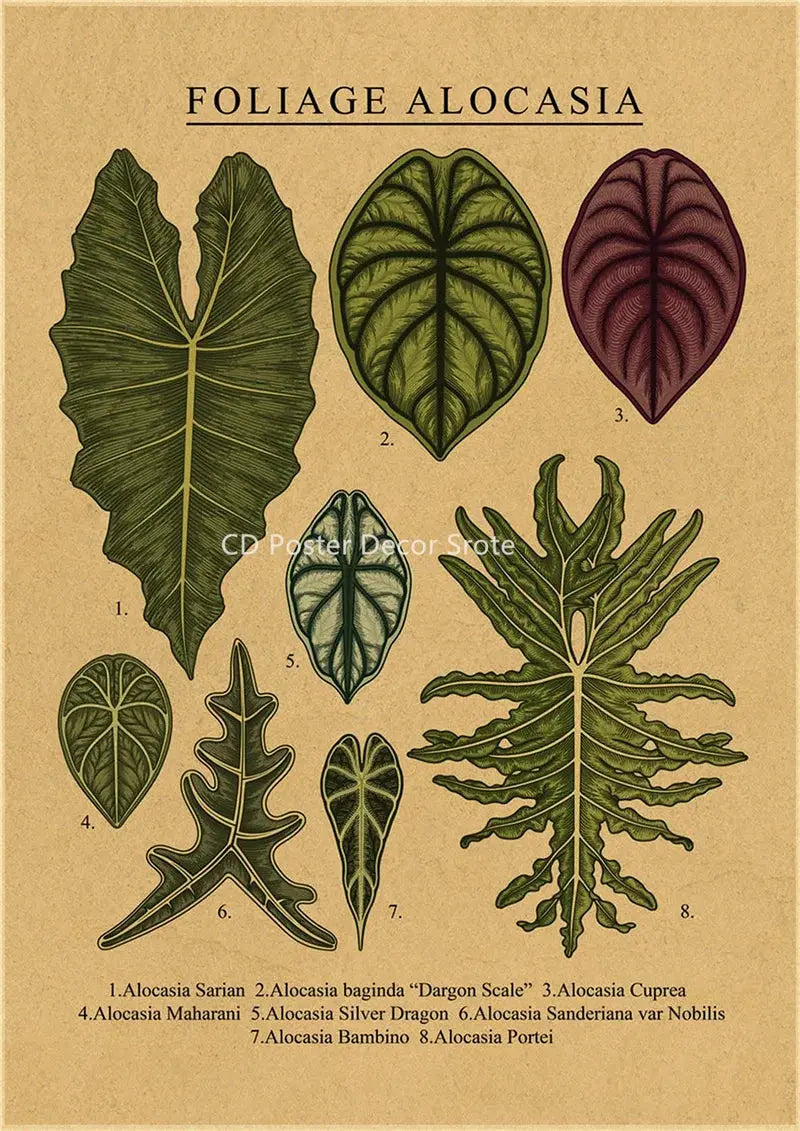 Botanical Illustration Poster Plant Leaf Flower Kraft Paper Posters Vintage Home Room Bar Cafe Decor Aesthetic Art Wall Painting June Wall Art