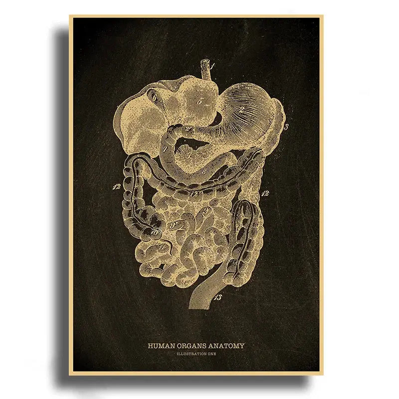 Heart/Skull/Brain Kraft Paper Poster Chalkboard Anatomical Skeleton Vintage Home Room Medicine Decor Medical Art Wall Painting June Wall Art