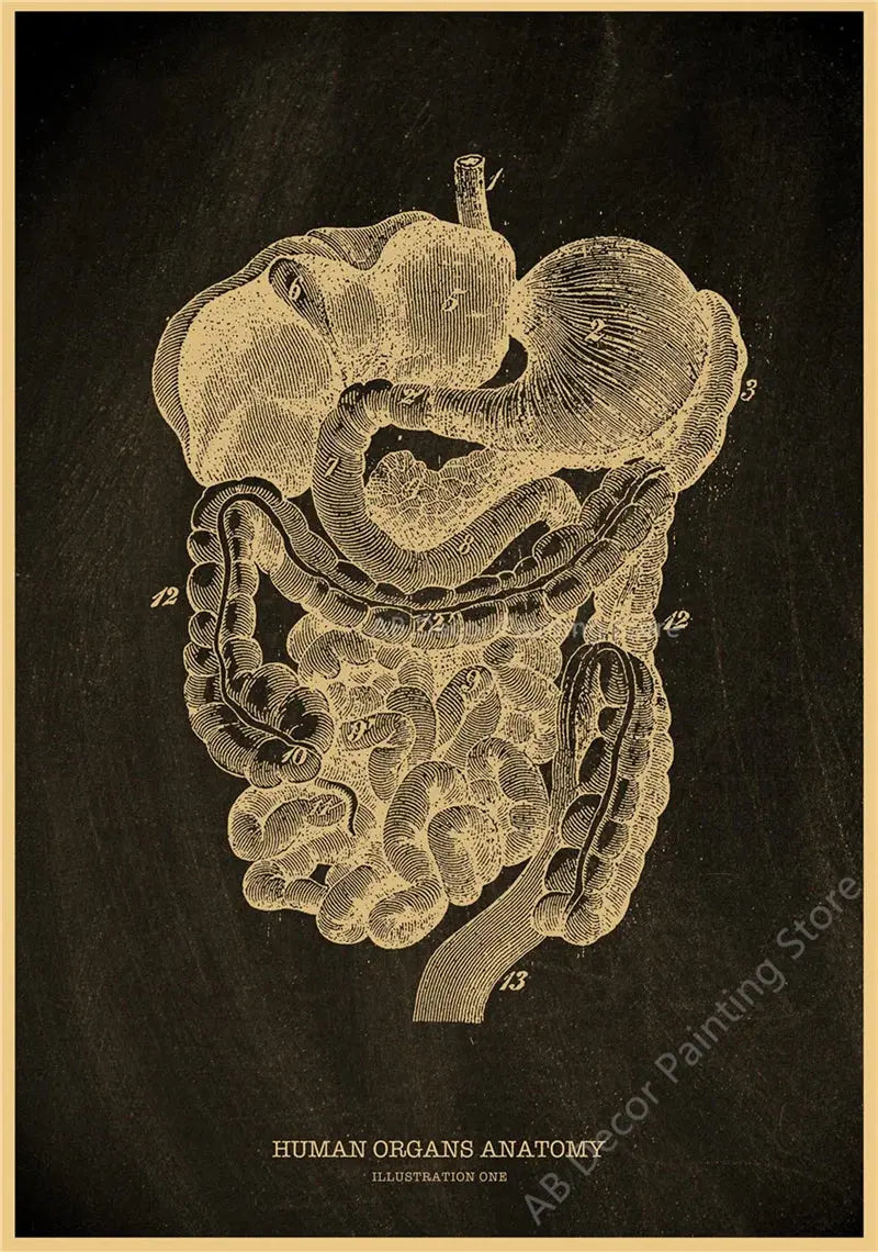 Nostalgic Posters Anatomy Chalkboard Poster Prints Body Parts Heart Hand Foot Drawing Vintage Home Room Art Wall Decor Painting June Wall Art