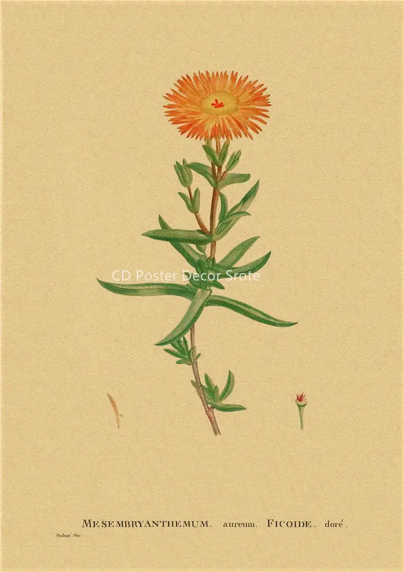 Botanical Illustration Poster Plant Leaf Flower Kraft Paper Posters Vintage Home Room Bar Cafe Decor Aesthetic Art Wall Painting June Wall Art