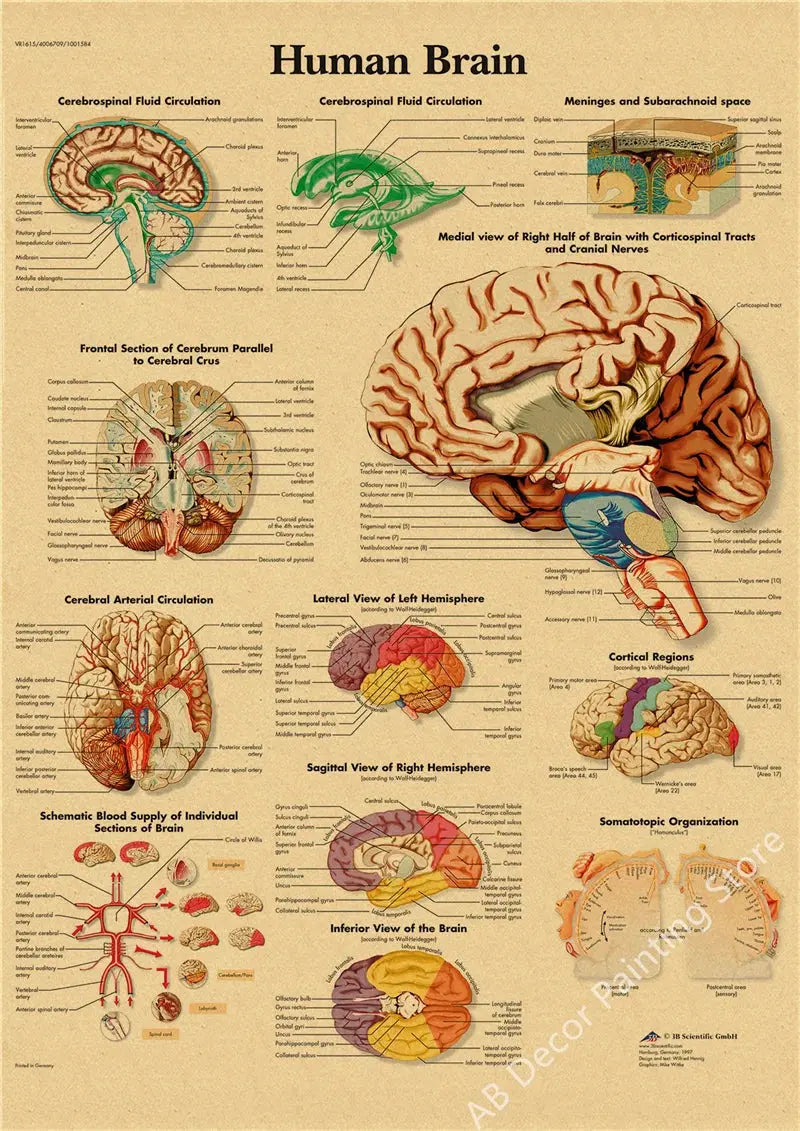 Retro Organ Systems In The Human Body Posters Skeleton Anatomy Kraft Paper Prints DIY Vintage Home Room Art Wall Decor Paintings June Wall Art