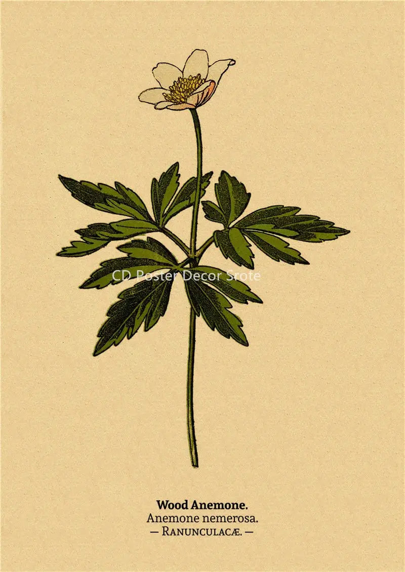 Botanical Illustration Poster Plant Leaf Flower Kraft Paper Posters Vintage Home Room Bar Cafe Decor Aesthetic Art Wall Painting June Wall Art