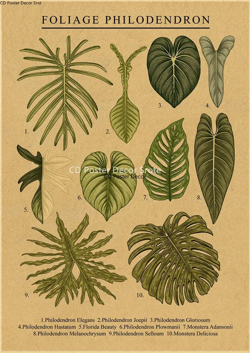 Botanical Illustration Poster Plant Leaf Flower Kraft Paper Posters Vintage Home Room Bar Cafe Decor Aesthetic Art Wall Painting June Wall Art