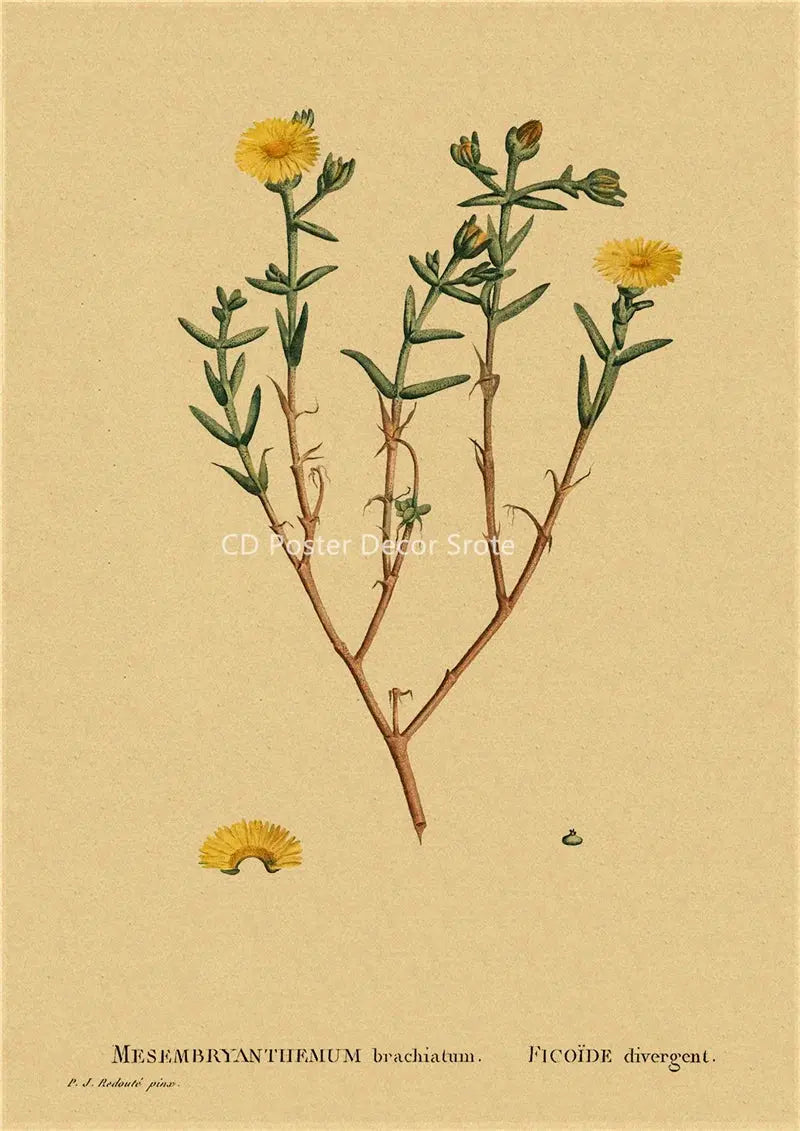 Botanical Illustration Poster Plant Leaf Flower Kraft Paper Posters Vintage Home Room Bar Cafe Decor Aesthetic Art Wall Painting June Wall Art
