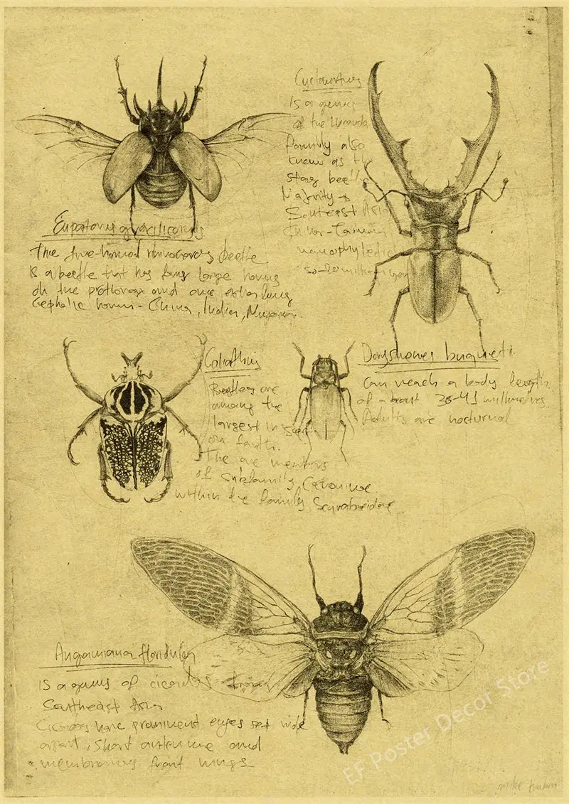 Old Sketch Studies Poster Vulpes/Skeleton Home Room Medical Club Decor Painting Plants Butterfly Vintage Prints Art Wall Picture June Wall Art