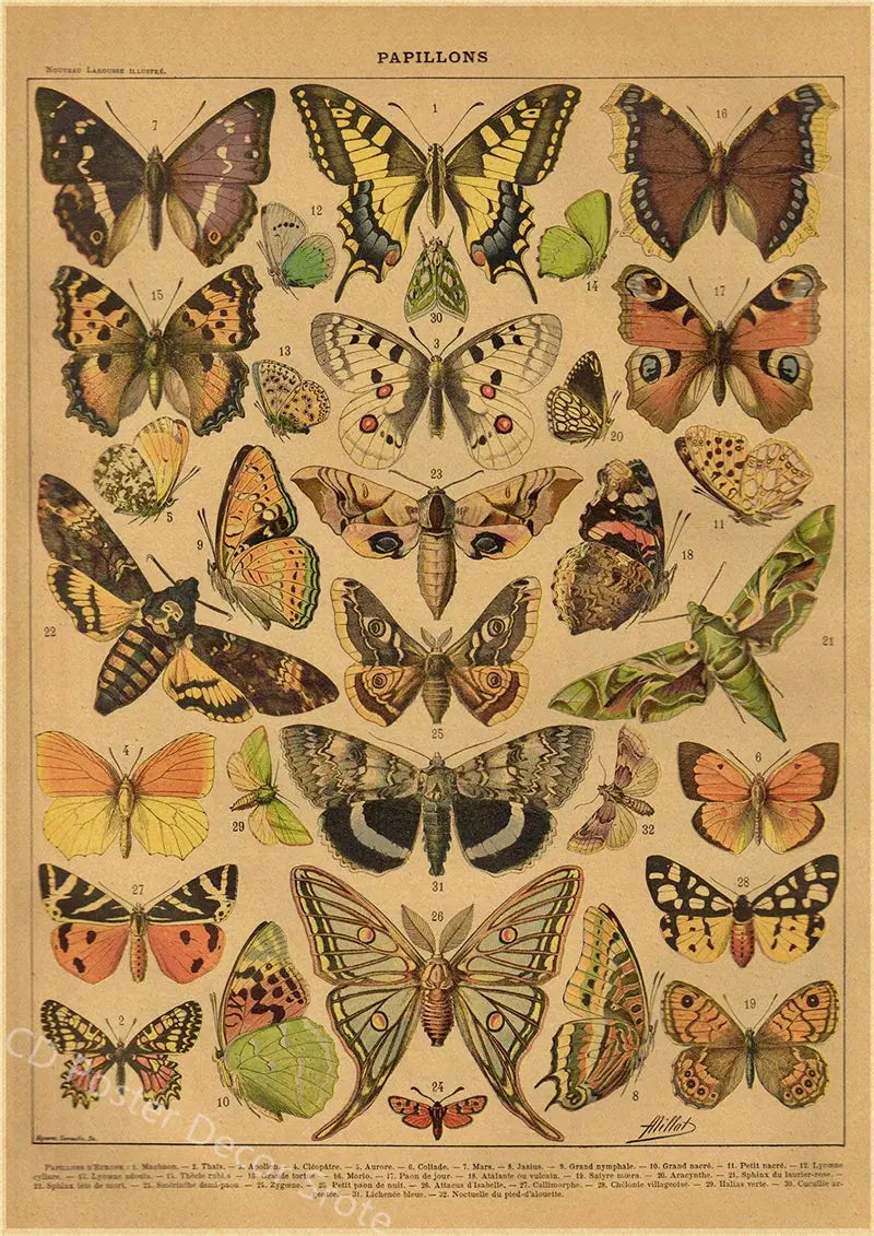 Butterfly Insect Flower Mushroom Poster Botanical Educational Kraft Paper DIY Vintage Home Room Bar Cafe Decor Art Wall Painting June Wall Art