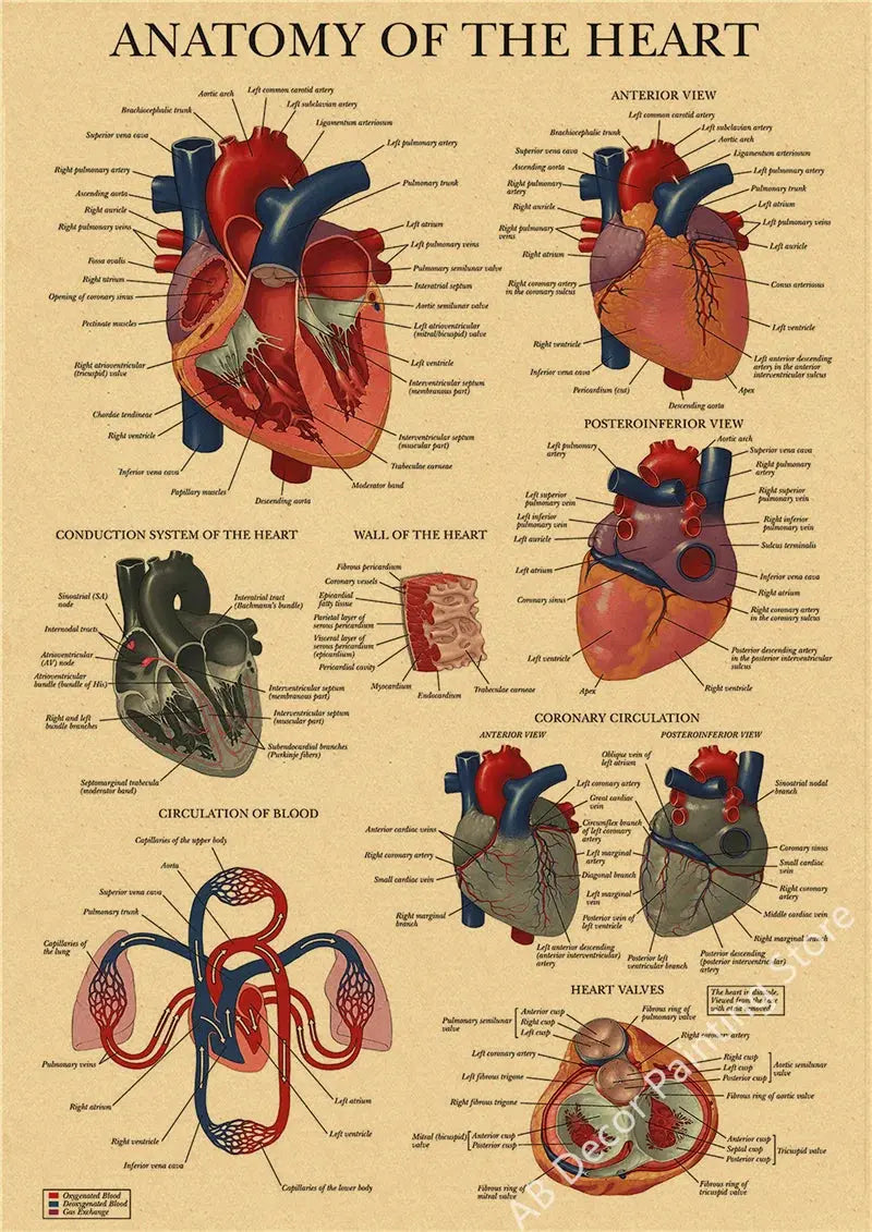 Retro Organ Systems In The Human Body Posters Skeleton Anatomy Kraft Paper Prints DIY Vintage Home Room Art Wall Decor Paintings June Wall Art