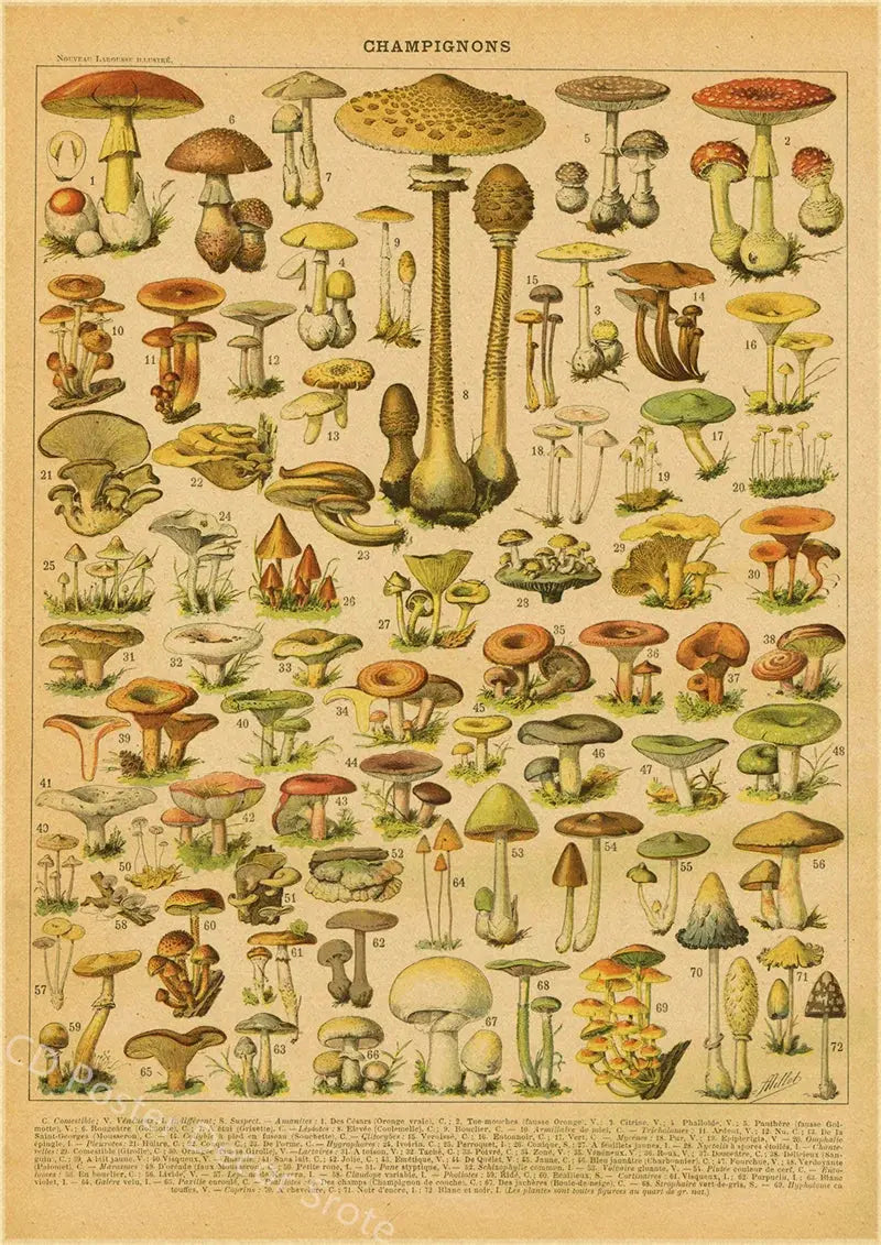 Butterfly Insect Flower Mushroom Poster Botanical Educational Kraft Paper DIY Vintage Home Room Bar Cafe Decor Art Wall Painting June Wall Art