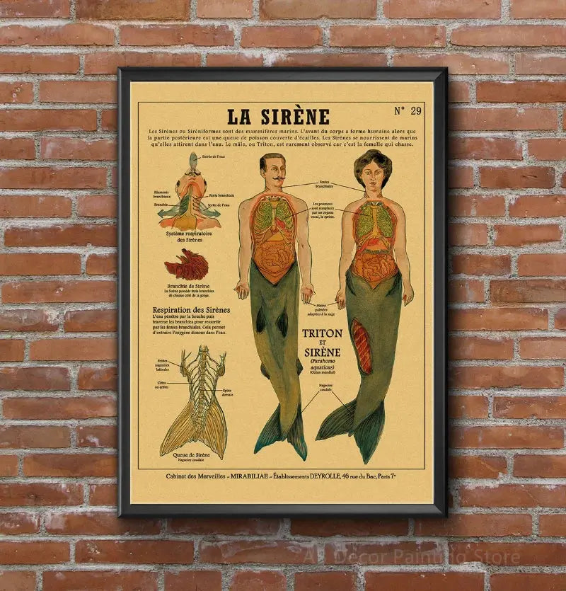 Anatomy of Mermaid Poster Bird Curious Creatures Kraft Paper Prints Vintage Home Room Cafe Bar Art Wall Decor Aesthetic Painting June Wall Art