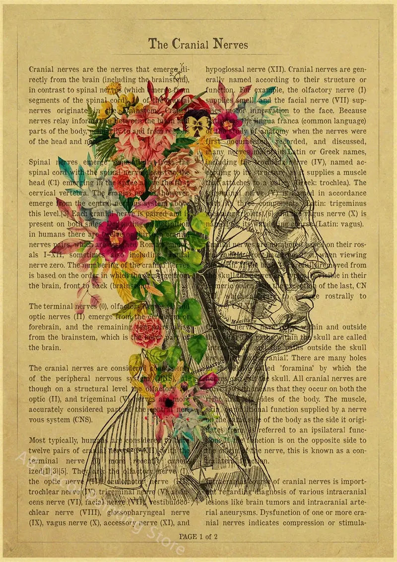 Human Heart/Lungs/Thorax/Cerebrum Anatomy with Flower and Description Posters Prints Retro Home Medical Decor Art Wall Painting June Wall Art