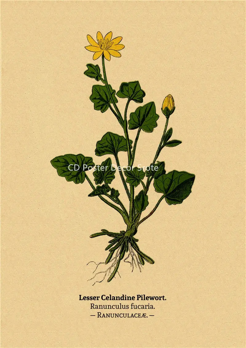 Botanical Illustration Poster Plant Leaf Flower Kraft Paper Posters Vintage Home Room Bar Cafe Decor Aesthetic Art Wall Painting June Wall Art