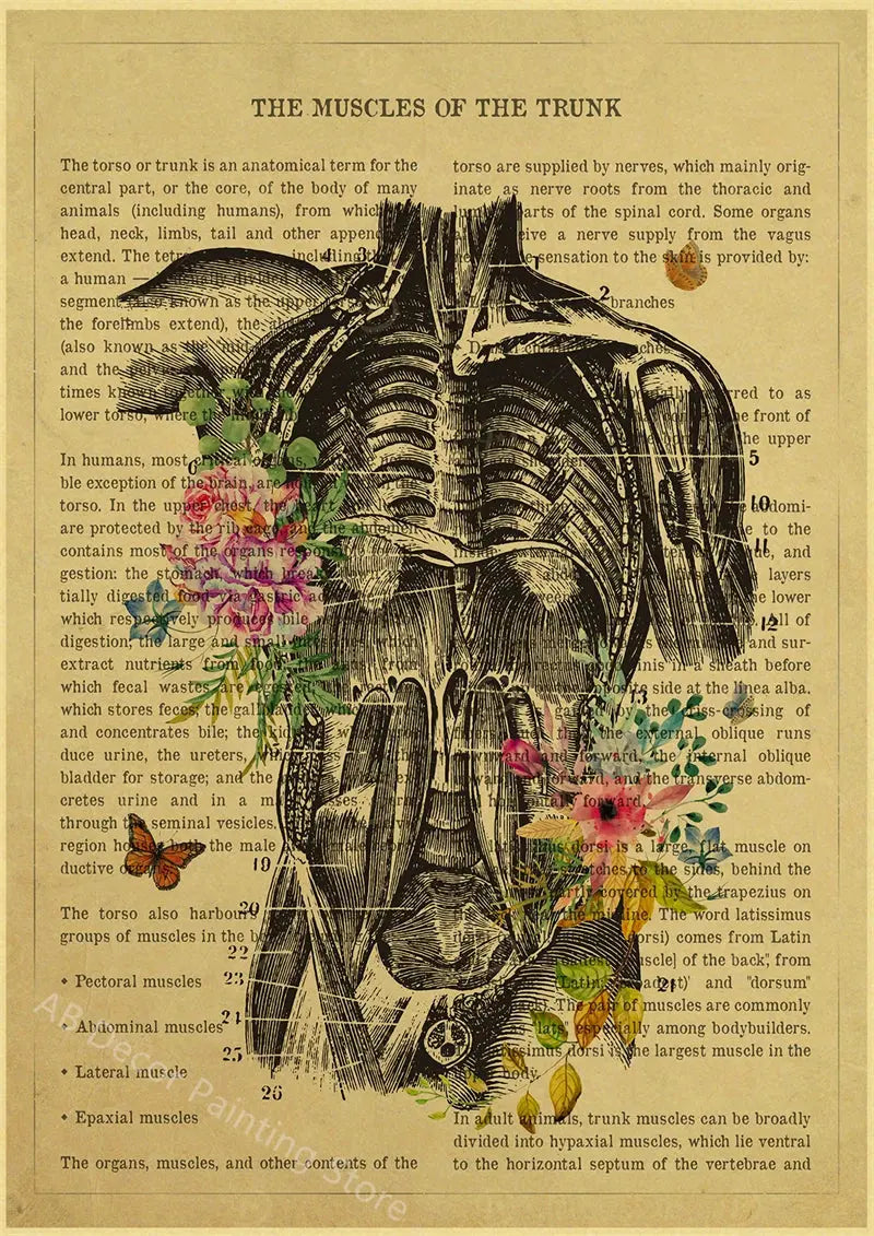 Human Heart/Lungs/Thorax/Cerebrum Anatomy with Flower and Description Posters Prints Retro Home Medical Decor Art Wall Painting June Wall Art