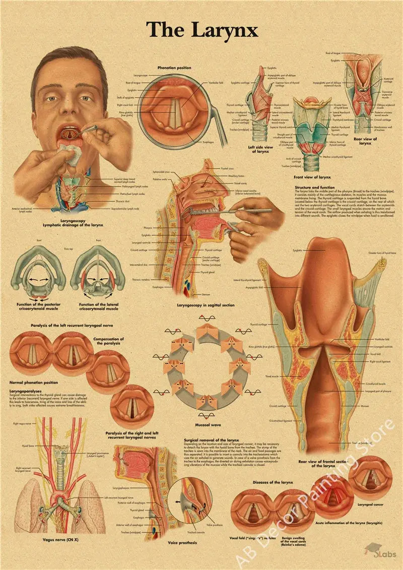Retro Organ Systems In The Human Body Posters Skeleton Anatomy Kraft Paper Prints DIY Vintage Home Room Art Wall Decor Paintings June Wall Art