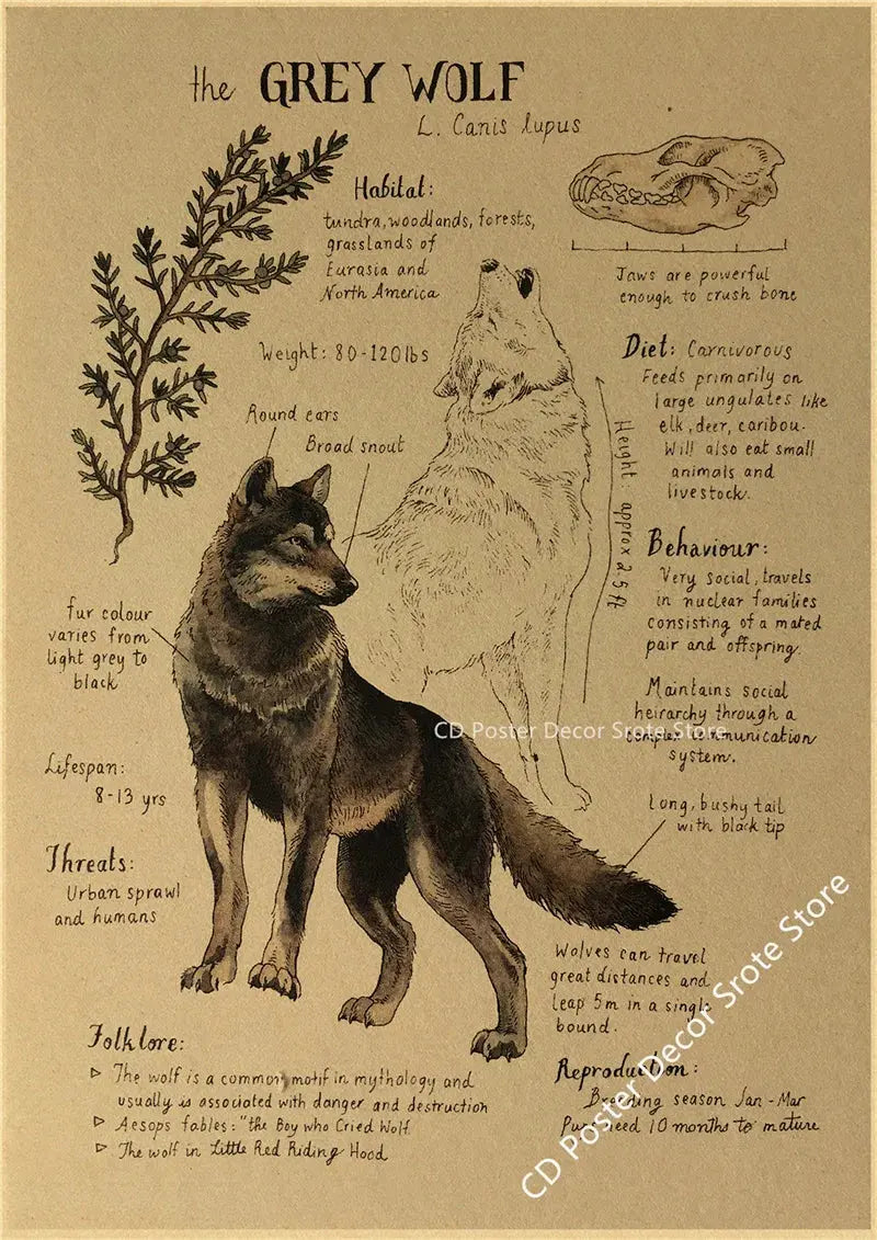 Natural Study Red Fox/Dragon/Elephant/Phoenix/Thestral/Wolf/Hare Poster Prints Kraft Paper Vintage Home Room Decor Wall Painting June Wall Art