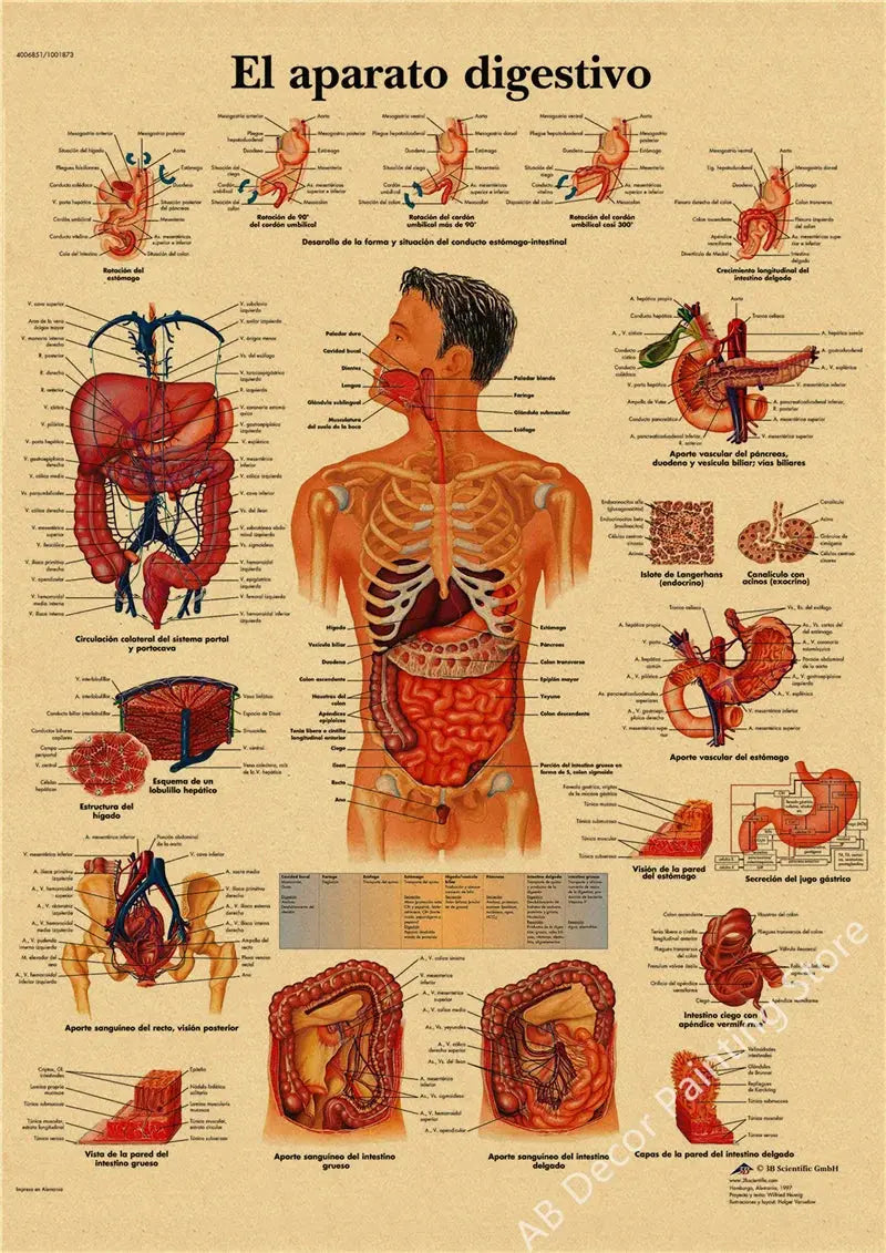 Retro Organ Systems In The Human Body Posters Skeleton Anatomy Kraft Paper Prints DIY Vintage Home Room Art Wall Decor Paintings June Wall Art