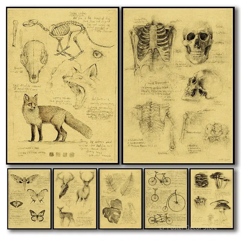 Old Sketch Studies Poster Vulpes/Skeleton Home Room Medical Club Decor Painting Plants Butterfly Vintage Prints Art Wall Picture June Wall Art