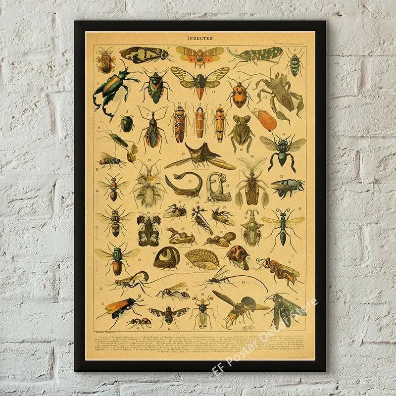 Botanical Art Prints Mushroom Retro Poster Animal/Flower/Plant/Leaf/Butterfly Study Painting Vintage Study Room Home Wall Decor June Wall Art