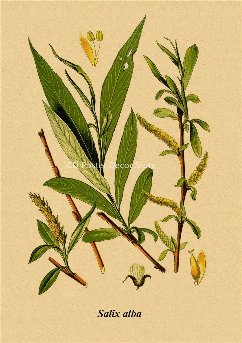 Botanical Illustration Poster Plant Leaf Flower Kraft Paper Posters Vintage Home Room Bar Cafe Decor Aesthetic Art Wall Painting June Wall Art