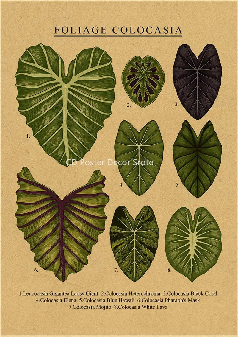 Botanical Illustration Poster Plant Leaf Flower Kraft Paper Posters Vintage Home Room Bar Cafe Decor Aesthetic Art Wall Painting June Wall Art