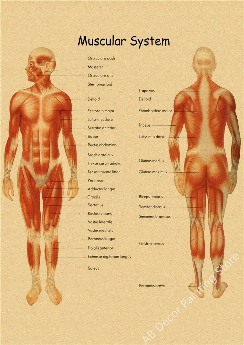 Retro Organ Systems In The Human Body Posters Skeleton Anatomy Kraft Paper Prints DIY Vintage Home Room Art Wall Decor Paintings June Wall Art