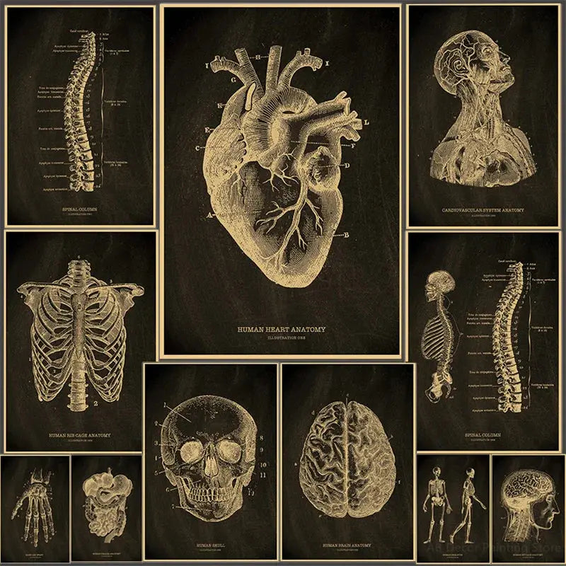Heart/Skull/Brain Kraft Paper Poster Chalkboard Anatomical Skeleton Vintage Home Room Medicine Decor Medical Art Wall Painting June Wall Art