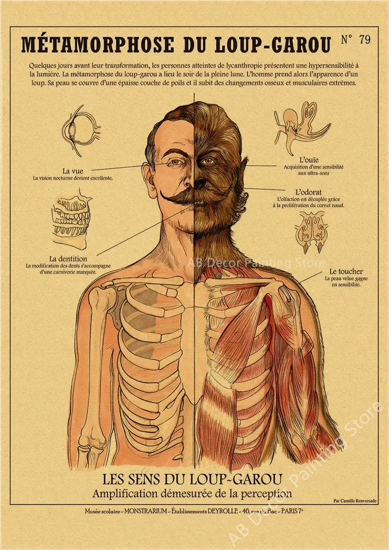 Anatomy of Mermaid Poster Bird Curious Creatures Kraft Paper Prints Vintage Home Room Cafe Bar Art Wall Decor Aesthetic Painting June Wall Art