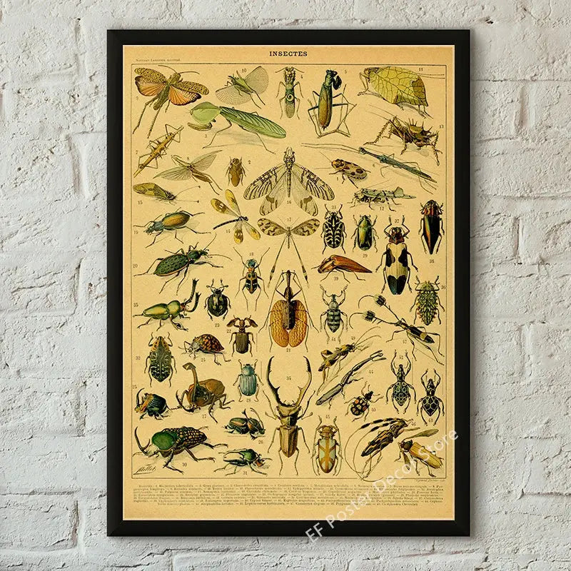 Botanical Art Prints Mushroom Retro Poster Animal/Flower/Plant/Leaf/Butterfly Study Painting Vintage Study Room Home Wall Decor June Wall Art