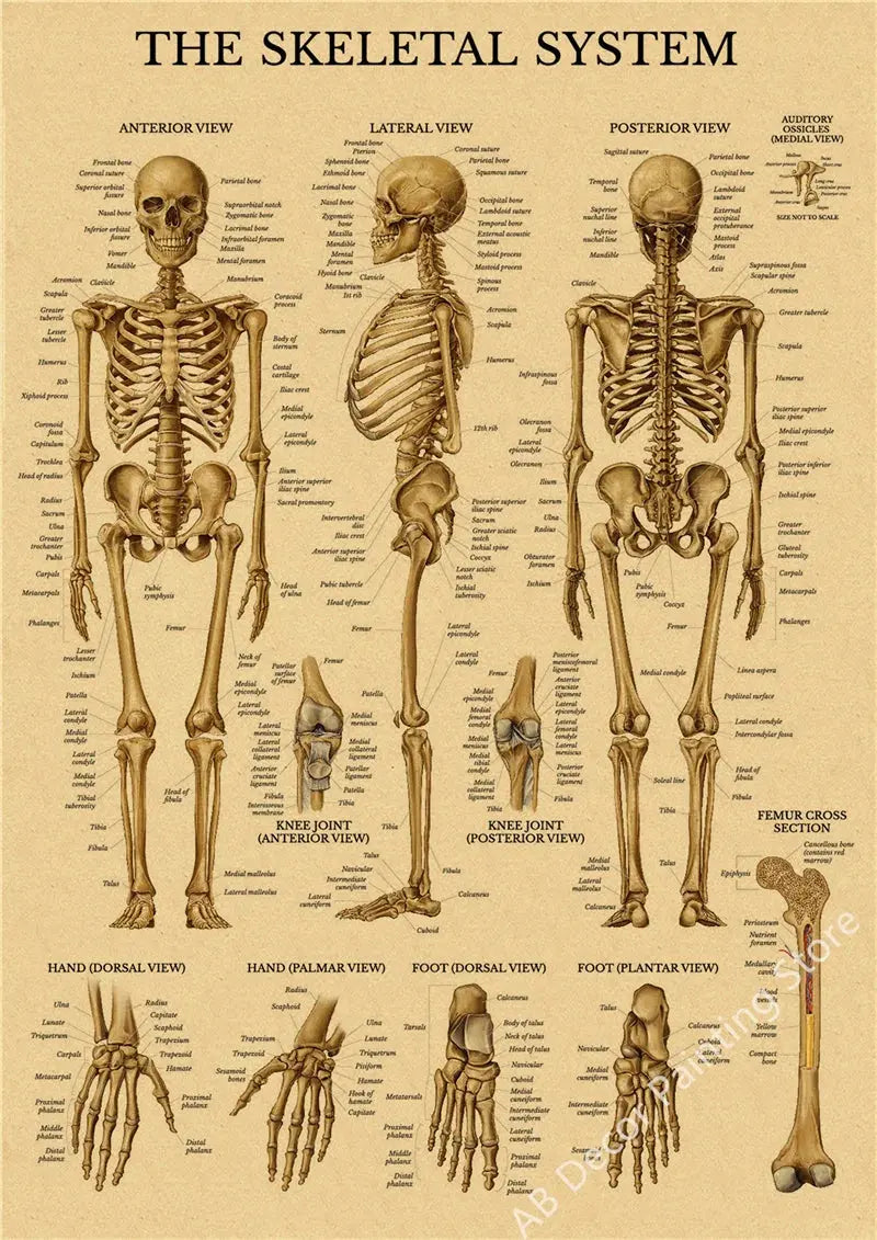 Retro Organ Systems In The Human Body Posters Skeleton Anatomy Kraft Paper Prints DIY Vintage Home Room Art Wall Decor Paintings June Wall Art