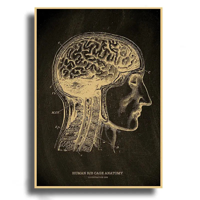 Heart/Skull/Brain Kraft Paper Poster Chalkboard Anatomical Skeleton Vintage Home Room Medicine Decor Medical Art Wall Painting June Wall Art