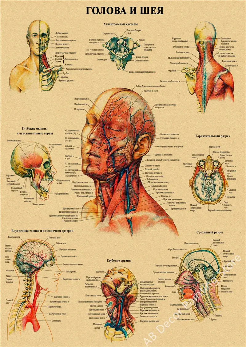 Retro Organ Systems In The Human Body Posters Skeleton Anatomy Kraft Paper Prints DIY Vintage Home Room Art Wall Decor Paintings June Wall Art