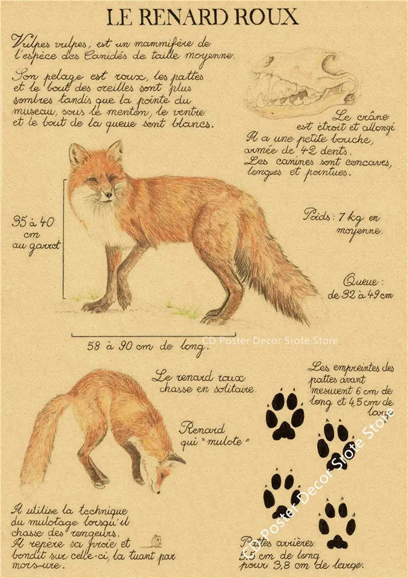 Natural Study Red Fox/Dragon/Elephant/Phoenix/Thestral/Wolf/Hare Poster Prints Kraft Paper Vintage Home Room Decor Wall Painting June Wall Art
